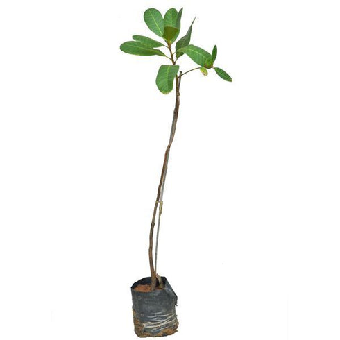 Cashew Nut / Kaju Plant - (<em>Anacardium occidentale</em>)